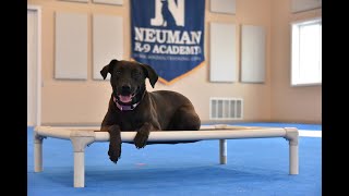 Lola LabPitbull Mix Boot Camp Dog Training Video Demonstration [upl. by Wardieu]