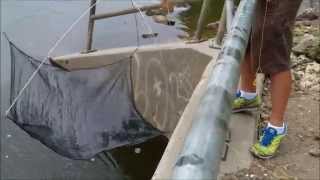 How To Catch Minnows When Using The Frabill Umbrella Net [upl. by Ecar]