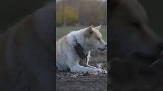 Unveiling the Akita Inu Japans Majestic Breed [upl. by Martine579]