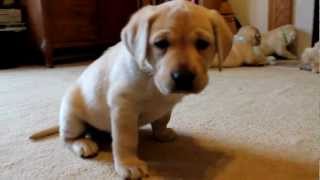 Yellow Labrador Retriever Puppies playing 6 weeks CUTE explosion BucABuc Farm [upl. by Marney]