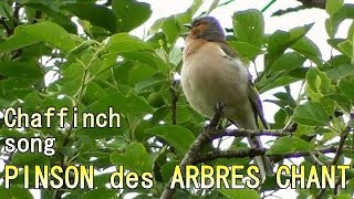 PINSON des ARBRES chant  Singing Chaffinch [upl. by Fadil]