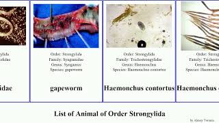 List of Animal of Order Strongylida ancylostoma vulgaris americanus pipiens caninum contortus Yuga [upl. by Bridge]