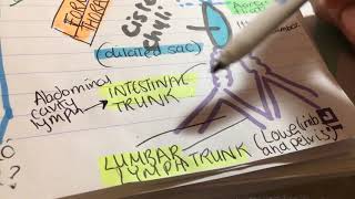 Thoracic duct vs lymphatic duct Nodes of body [upl. by Ynnaf]