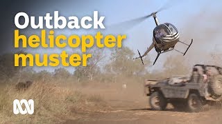 Helicopter mustering feral buffalo in outback Australia 🐃🚁🤠  Wild Rides Ep 1  ABC Australia [upl. by Morton]