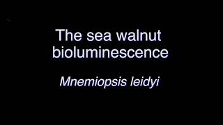 The sea walnut bioluminescence Mnemiopsis leidyi [upl. by Reinold]