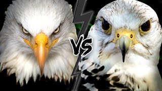 EAGLE vs FALCON  Who Would WIN This Fight [upl. by Liebermann]