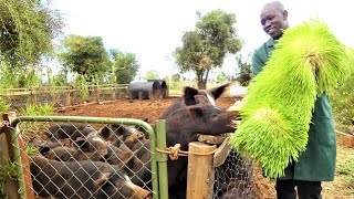 Easiest Way To Grow Hydroponic Fodder on a Small Space  Farming in Kenya Success Story [upl. by Filberte494]