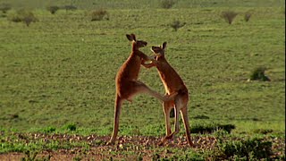 Una pelea entre dos canguros  NATIONAL GEOGRAPHIC ESPAÑA [upl. by Lada]