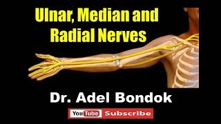 Ulnar Median and Radial Nerves Dr Adel Bondok [upl. by Enelime354]