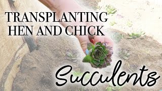 How to Transplant Hen and Chick Succulents [upl. by Kaleena]