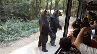 Watch These Bears Walk on Hind Legs Entertaining Surprised Tourists [upl. by Sivad]