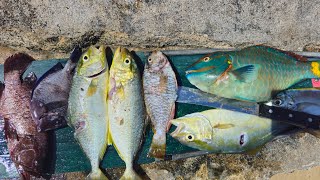 Fishing in Jamaica🇯🇲 Catching BEAUTIFUL Fish [upl. by Ettenhoj377]