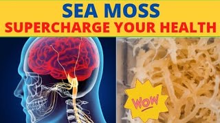 Health Benefits Of Sea Moss Irish Moss  Dr Sebi Recommends Sea Moss [upl. by Yesrej]