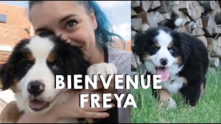 Adoption dun chiot bouvier bernois  Bienvenue Freya ✦ Première semaine [upl. by Jarvis]