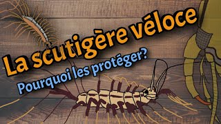 La scutigère véloce Tout sur ce mille pattes ou presque [upl. by Eleik]