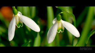 4K Snowdrop Galanthus Schneeglöckchen スノードロップ SWITZERLAND [upl. by Buskus]