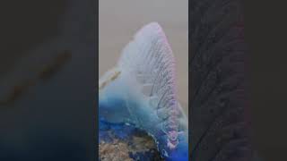 Diving into Australias Bluebottle Jellyfish Mystery [upl. by Orabla]