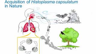 Dimorphic Fungi Histoplasmosis Hot Topic [upl. by Otilegna17]