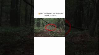 Man Calls Coyotes and They Respond 😱  Unbelievable Wild Animal Encounter 🔥 [upl. by Esile956]