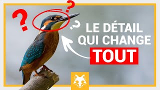 Photo animalière  le détail qui change TOUT [upl. by Mauve13]