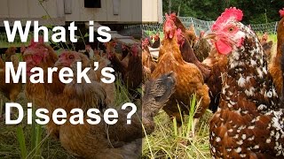 What is Mareks Disease Should you be worried [upl. by Atneuqal]