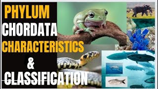 Phylum Chordata  Characteristics amp Classification [upl. by Nezah865]