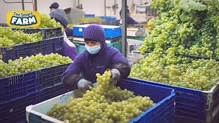 Grapes SUPER PRODUCTION The Hard Work Behind Grapes Harvesting And Packaging [upl. by Drawd103]