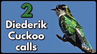 2 different DIEDERIK CUCKOO calls [upl. by Joanie]