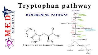 Tryptophan metabolism  Kynurenine Pathway  Tryptophan pathway  Biochemistry Pathway [upl. by Cassy]