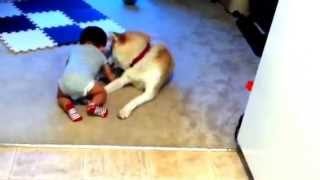 Akita dog attacks babywith a lot of love [upl. by Neened]