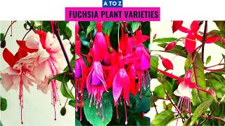 Fuchsia Plant Varieties A to Z [upl. by Llenrahc928]