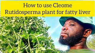 How to use Cleome rutidosperma plant for fatty liver [upl. by Doris]