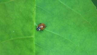 Twospotted Lady Beetle Coccinellidae Adalia bipunctata on Leaf [upl. by Rafaelita]