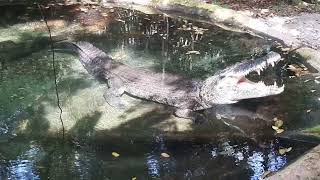 Saltwater Crocodile  Singapore Zoo [upl. by Eseenaj]