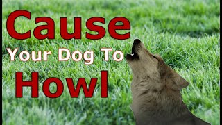 DOGS HOWLING to Make Your Dog Howl  DOGS HOWLING and Barking Sound Effect [upl. by Arleen]