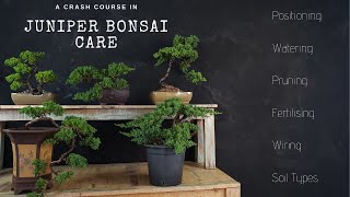 How To Care For Juniper Bonsai  2019  A JUNIPER CRASH COURSE [upl. by Tonye]