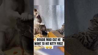 DOGGIE MAD CUZ HE WANT TO HIT IT FIRST🤣🤣voiceover fyp funnymoments skits shorts funnycats [upl. by Elihu]