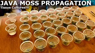 How to Propagate Java Moss  Tissue Culture Java Moss Experiment [upl. by Rus]