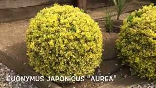 Euonymus japonicus quotAureaquot Garden Center online Costa Brava  Girona [upl. by Markiv]