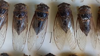 Dr Victor Fursov в эфире INSECT COLLECTION IN INSTITUTE OF ZOOLOGY LEAFHOPPERS KYIV UKRAINE [upl. by Champaigne]