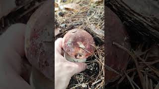 Boletus Pinícola 🍄 BoletusPinophilus seta Espora fungi Nature Mushroom Boletus [upl. by Dorita]