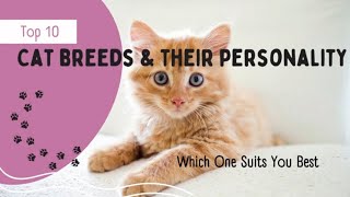 Top 10 Cat Breeds and Their Personality Which one suits you best [upl. by Assir]