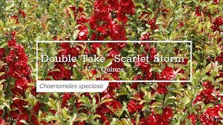 30 Seconds with Double Take™ Scarlet Storm Quince [upl. by Llegna]