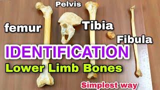 lower limb bones ll identification ll side determination  anatomy of lower limb  bones [upl. by Kirven]