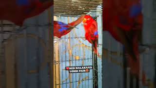 Red side lorri lovebirdslovers shortviral viralvido [upl. by Terrijo]