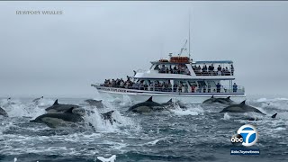 Dolphin stampede greets whale watchers off Newport Beach coast I ABC7 [upl. by Iruahs739]