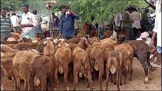 pebbair market short videoevery Saturday 10am on wards no stockviralvideo goat [upl. by Ahter557]