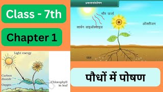 Paudhon mein poshan  Nutrition in Plants Class 7th Chapter 1 Science Basic and question answer [upl. by Leicester]