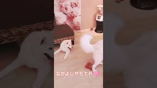 なかよしサモエド💕ジョイくん・モンローちゃん・ドラミちゃんドッグギャラリー山形 サモエド サモエドカフェさんぽ なかよしもふもふ いぬ かわいい わたしの一番かわいいところ [upl. by Gerhard]