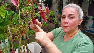 Salvando minha begonia maculata foi por pouco [upl. by Boelter]